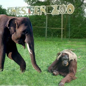 Chester Zoo